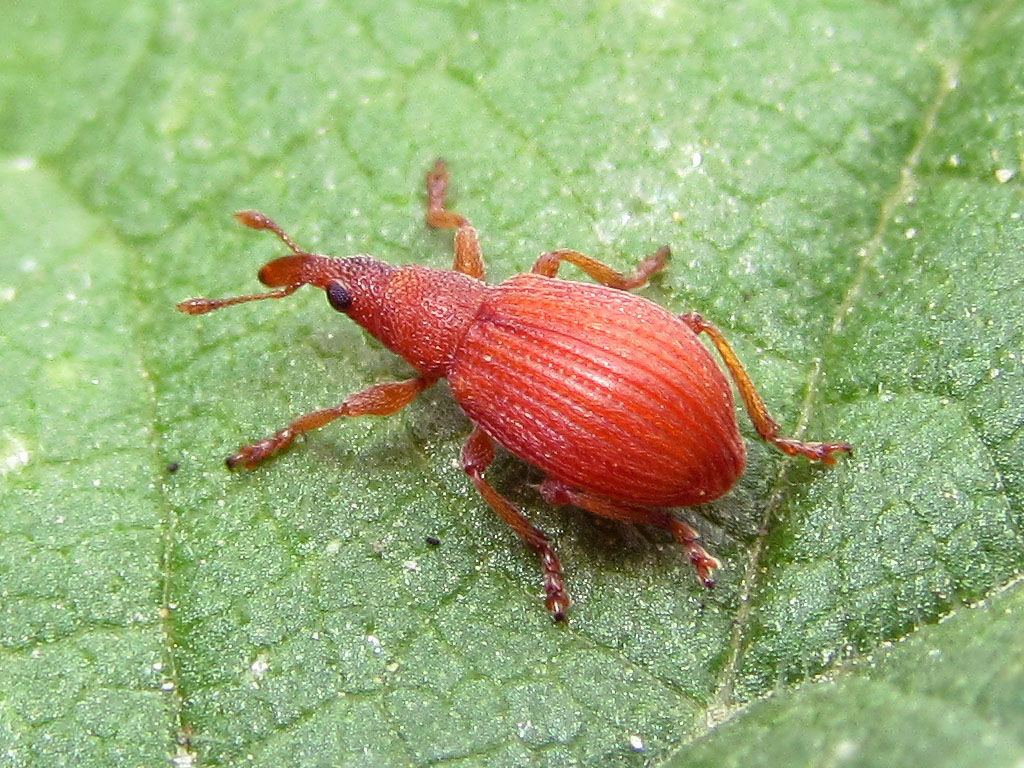 Apion frumentarium - Apionidae